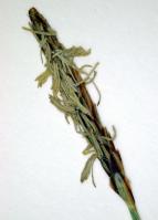 Image 24