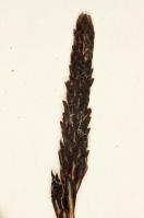 Image 24