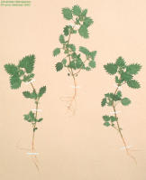 Image 13