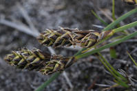 Image 16