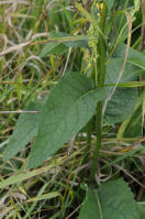 Image 22