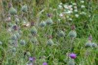 Image 16