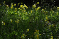 Image 23