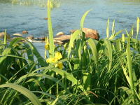 Image 12