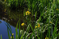 Image 13