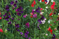 Image 20