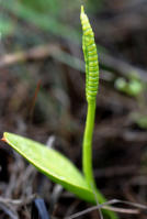 Image 13