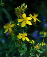 Image 16