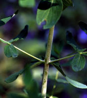 Image 17