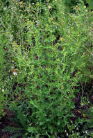 Image 24