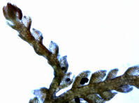 Image 17