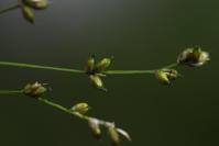Image 16