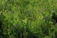 Image 13