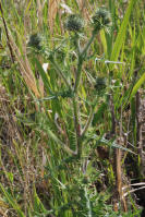 Image 20