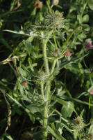 Image 21