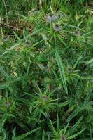 Image 22