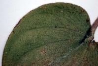 Image 18