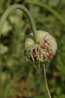 Image 14