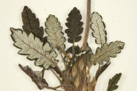 Image 15