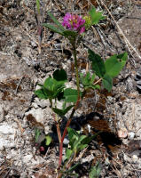 Image 17