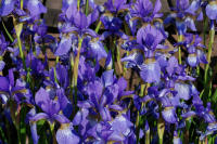 Image 16
