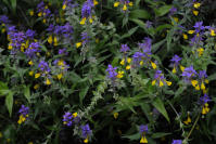 Image 15