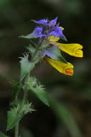 Image 16