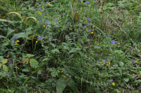 Image 17