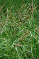 Image 16