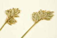 Image 16