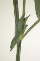 Image 16