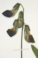 Image 17