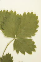 Image 23