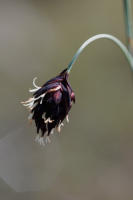 Image 16