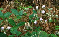 Image 24