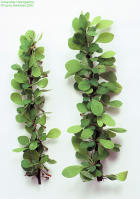 Image 17