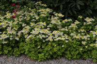 Image 16