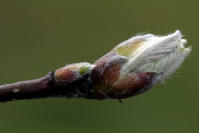 Image 16