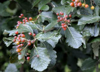 Image 17
