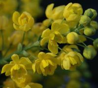 Image 17