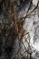 Image 14