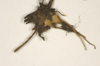 Image 20