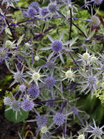 Image 17