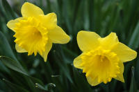 Image 13
