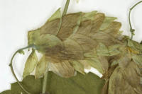 Image 16