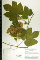 Image 17