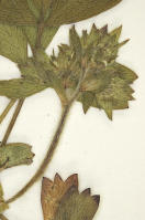 Image 14