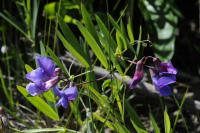 Image 21