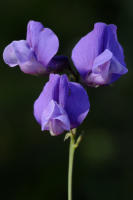 Image 24