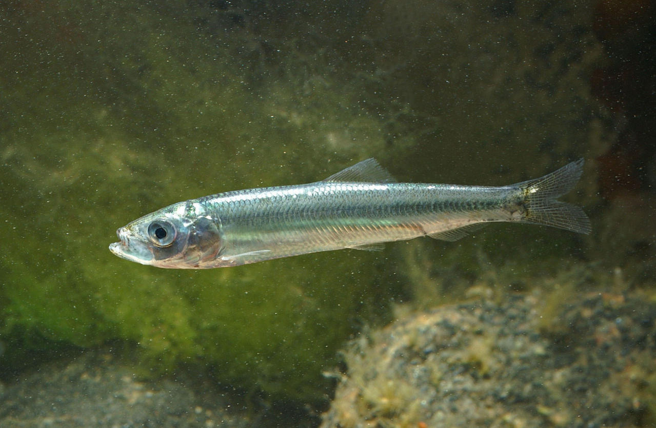 Baltic herring - Clupea harengus membras | Overview | Finnish Biodiversity  Info Facility